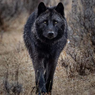 WILD - PODCAST ANIMALIERS # 154 - LE LOUP NOIR