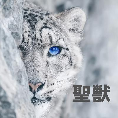 84. 「幻の大きめネコ・ユキヒョウ」 ＊北海道札幌市＊