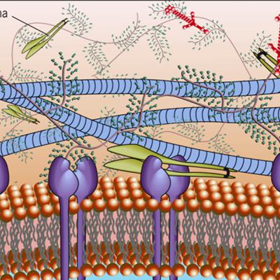 La Matriz extracelular