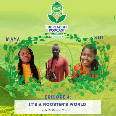 It's A Rooster's World with Mr Damion Whyte