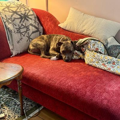 Episode 179—The Psychologisode