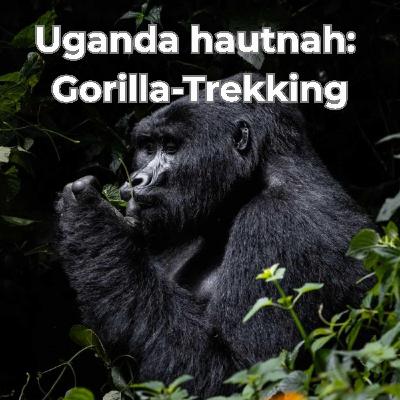 Uganda: Gorillas, Schimpansen, Safari & echte Gänsehautmomente