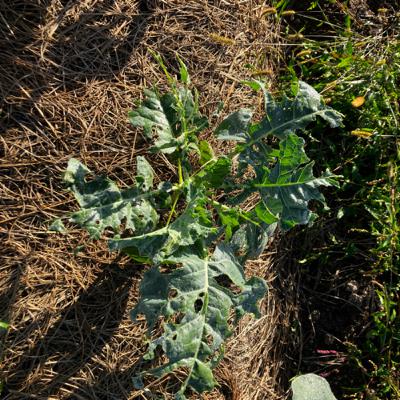 #46 秋冬野菜の現状と夏野菜の考察の話