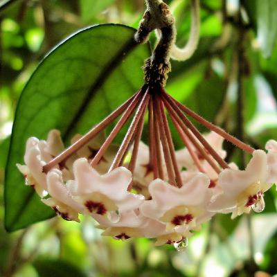 Hoya