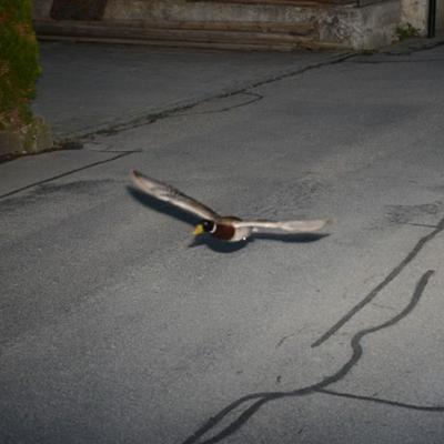 Episode 114: The Vin Diesel of Ducks