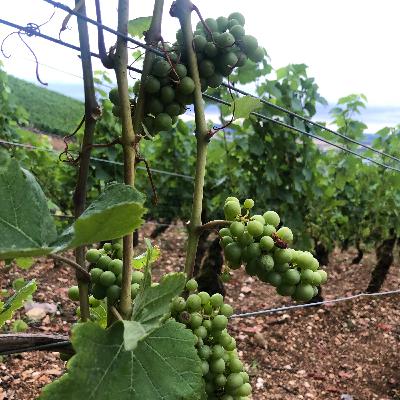 4. Vi skrapar på ytan av "terroir"