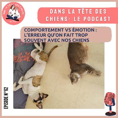 Comportement VS Émotion : l’erreur qu’on fait trop souvent avec nos chiens