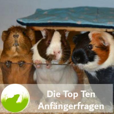 Was du als Anfänger unbedingt über Meerschweinchen wissen musst Was du als Anfänger unbedingt über Meerschweinchen wissen musst