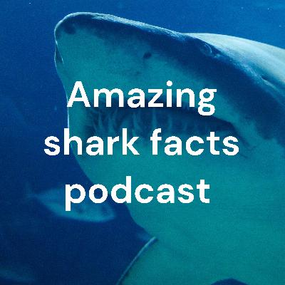 Episode 19: the bonnet-head shark