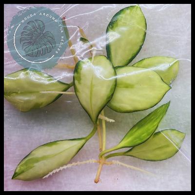 EP15-Revisiting Propagating