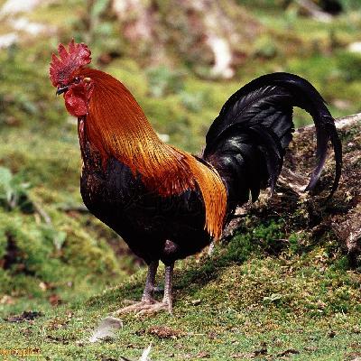 别信那只公鸡和公牛的故事——有些胜利,只是羽毛在发光 COCK 别信那只公鸡和公牛的故事——有些胜利,只是羽毛在发光 COCK