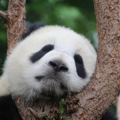 🐼Der Panda🐼