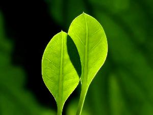 24 耶利米书50章