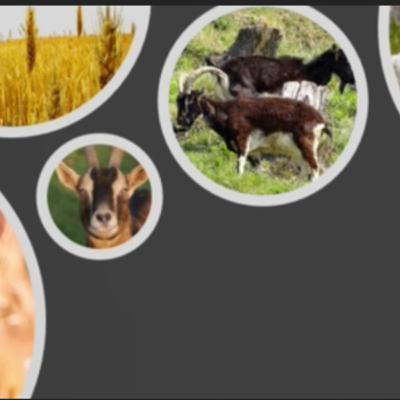 What Did Jesus Mean By Goats And Tares In Contrast To Sheep And Wheat Episode Two (with video and subtitles)?