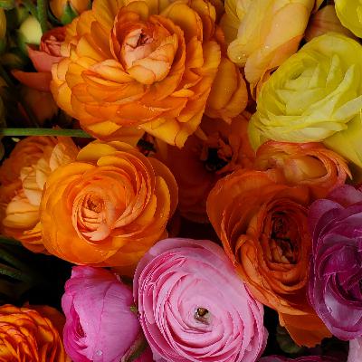 Introducing Flower Farming in NZ: Season 1 Episode 1 Introducing Flower Farming in NZ: Season 1 Episode 1