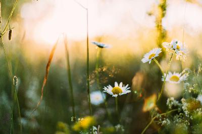 Jupiter Direct in Cancer — March 10th - June 29th