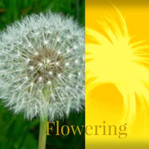 Flowering