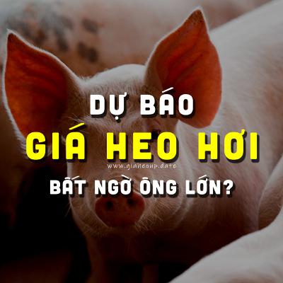 DỰ BÁO GIÁ HEO HƠI NGÀY MAI 24/12/2025 ▶ BẤT NGỜ? ĐỘNG THÁI TỪ ÔNG LỚN CHĂN NUÔI... #GIAHEOHOI