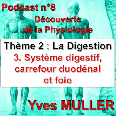 8. Système digestif, carrefour duodénal et foie