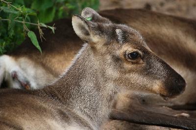 Rudolph's First Day of Life Rudolph's First Day of Life