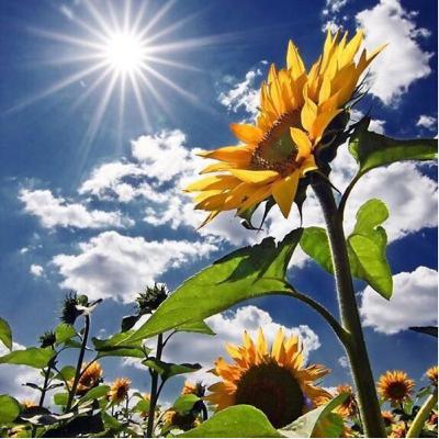 المُقدمة