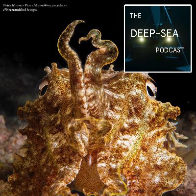 Cephstravanganza with Professor Kat Bolstad