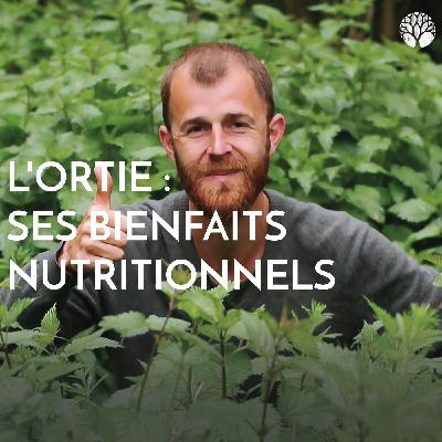 L'ortie : ses bienfaits nutritionnels