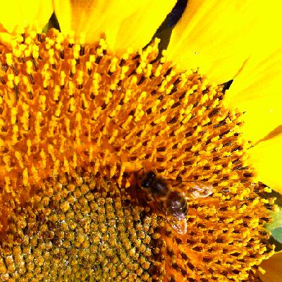 Yellow Electric Warrior Yellow Electric Warrior