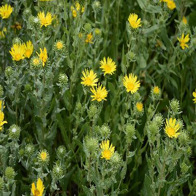 Lessons of Curlycup Gumweed