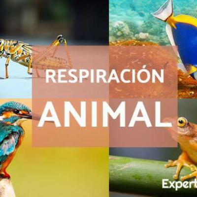 La respiración. La respiración.