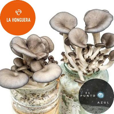 Ep2 - La Honguera