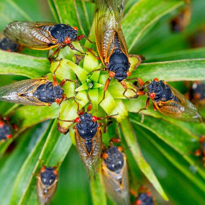 Zikaden-Invasion in USA - Das Insekt, das überall sein wird