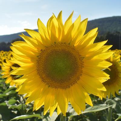 Dear Refeoh, Episode 65- Sip of Sunshine