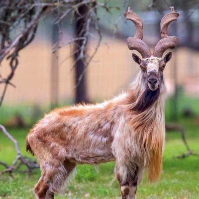 Mystery animal of the week # 2