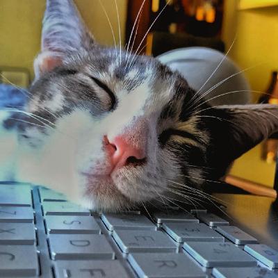 2026: Odisea Solar patrocinada por una Brigada Felina de Sabotaje Científico (BFSC)