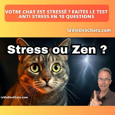 COMMENT TRANSFORMER UN CHAT STRESSÉ EN CHAT ZEN ??