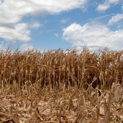 In Due Season/ Not in Vain In Due Season/ Not in Vain