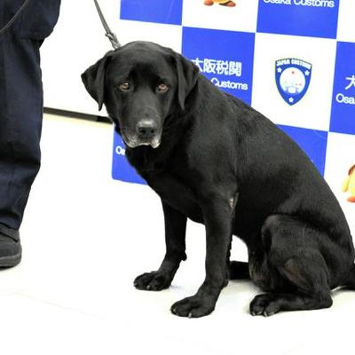 11月5日20時 国内・文化のニュースまとめ