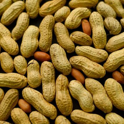 Lessons from America’s peanut allergy flip flop