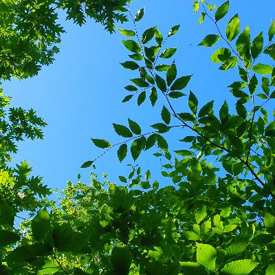 A Peaceful Summer Day