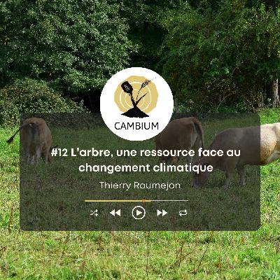 #12 -  L'arbre, une ressource face au changement climatique