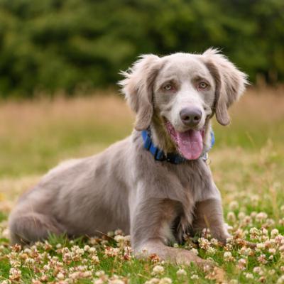 Talking Poop and Postbiotics: Updates on the Role of the Gut Microbiome