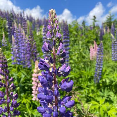 Vielblättrige Lupine