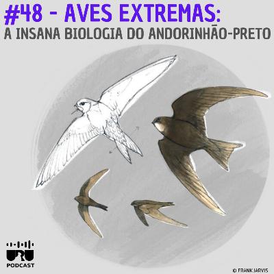 #048 - Série Aves Extremas: A insana biologia do andorinhão-preto