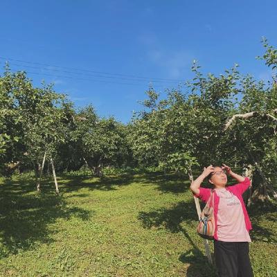 2025/11/18 09:51ふじりんご収穫中