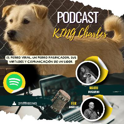 "The King Charls" El perro viral, un perro pasificador, sus virtudes y comunicación de un lider.