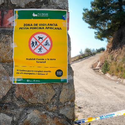 Mundo rural - Peste porcina africana - 03/12/25