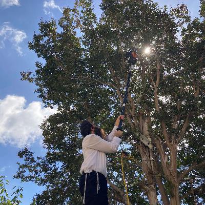 Trees overlapping on the sukkah