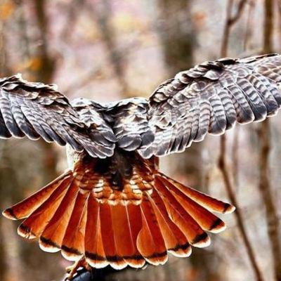 EMISSION 83: 2d épisode du grand entretien consacré à Georges Romey et au "rêve éveillé lubrz"