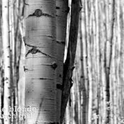 Sending Out Roots...